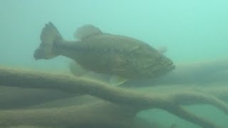 ブラックバス水中映像 芦ノ湖 レイダウンにサスペンドするデカバス