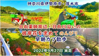 【カブ散歩】早朝の彼岸花(ヒガンバナ)を求めて神奈川県伊勢原市～厚木市の日向川沿いをのんびり運転しながら探検　新たな群生地発見？日本の原風景　バスでもアプローチしやすいコース　2022年9月27日実走