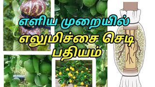 பதியம் போடுவது எப்படி | How to air layering on the lemon  tree |  வின் பதியம் | Lemon |