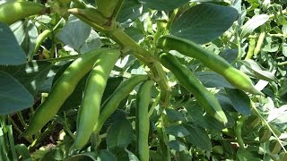 Clearing your Bean Beds