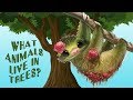 Video for Kids about Animals that live in trees -   Animal Sounds and Names