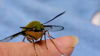 好きな飲み方　オオスカシバ　Pellucid hawk moth