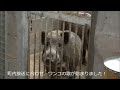 【週末猟師】イノシシと歌う猟犬 singing hunter s dog