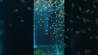 1st day Angelfish fry feeding.