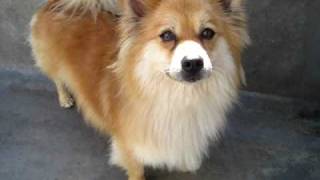 Sandy (A271802) Tibetan Spaniel/Pomeranian Mix at Pasadena Humane