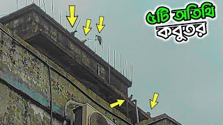 ছাদে ৫টি নতুন অতিথি কবুতর আসলো | 5 new guest pigeon on the roof