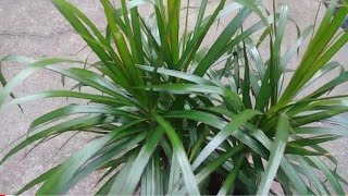 طريقه ثانيه لااكثار نبات الدراسينا الداخليه خطوة ابخطوة وطريقه العنايه بها  dracaena marginata