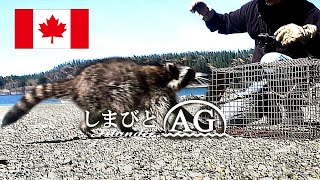 【カナダ 田舎暮らし】狂暴なニワトリ泥棒アライグマをトラップで捕まえた！そのアライグマ容疑者の結末は？  | ラクーンはどう猛 | 害獣駆除はハッピーエンド | しまびとAG30