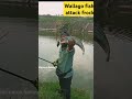 big monster wallago attu hunting patan catfish catching shortsfeed