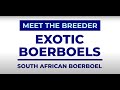 Meet the Breeder - Exotic Boerboels