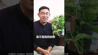 仙洞龟背竹怎么养？