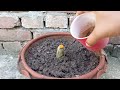 easy and fast method for planting and growing banana trees from the tuber