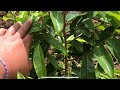 Growing SOURSOP (15 months old)