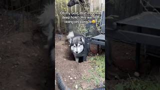 You can have a beautiful yard, or you can have Huskies. Never both. 🐺😬😅 #siberianderpskies #husky