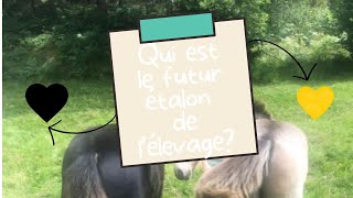 Je te présente enfin le futur étalon de l'élevage!