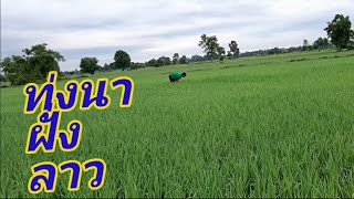 พาชมทุ่งนาตอนเช้าๆอากาศโคดดี《》ຊົມທົ່ງນາຕອນເຊົ້າໆອາກາດດີໆບ້ານເຮົາ