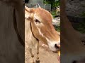 গরু কলার ফল খায় ☺️🐂 cows cowvideos cowsmakemehappy