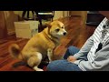 shiba inu shikamaru gets angry with father who does not have any snacks for him.