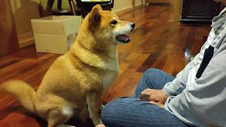 Shiba inu SHIKAMARU gets angry with father who does not have any snacks for him.