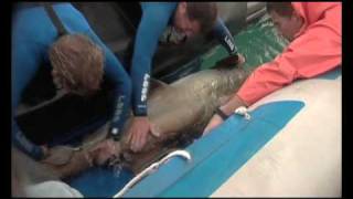 A Shark's Legacy