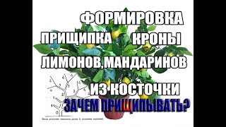 Формирование кроны у домашнего лимона.Лимон ,мандарин.Прищипка.Формирование штампа, первого порядка