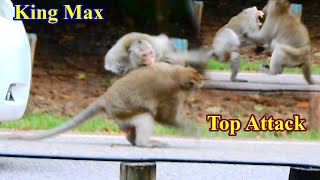 Monkey Top Attack ....Not yet known show King max run attack so hard with big male monkey |