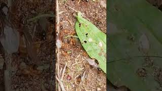 Ameisen rote Gartenameise Ameise Ant Ameisenhaufen Insekt Insekten rotgelbe Knotenameise fliegende