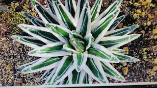 선인장 아가베 빙산(효우잔氷山) agave Hyouzan(victoriae-reginae)