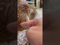 夢の中で深く謝罪するミーアキャット、ティア. meerkat apologizing deeply in his dream.