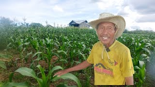 BAGUS SEKALI CARA PAK TARAHDI MENGOLAH LAHAN GAMBUT TRASMIGRN ASAL BEREBES