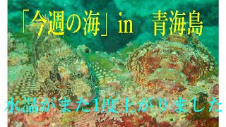 山口県　青海島　今週の海　vol.117