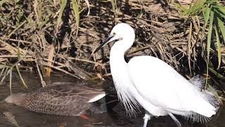 [4K]野鳥：コサギ／Ｋ川