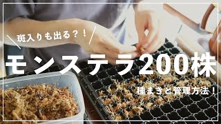 【新種を狙う！】モンステラを種から200株育てます！　モンステラの種まきと管理方法！　【観葉植物初心者】斑入りが出るかも？　モンステラデリシオーサ   MonsteraDeliciosa