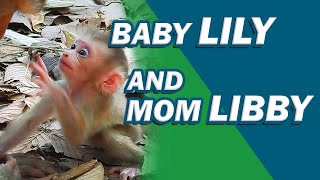 Watch Lily’s Daily Training Adventure with Loving Mama Libby!