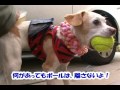 ♥ハート犬