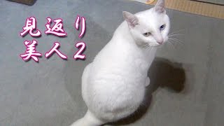 呼ぶと、可愛く鳴いて振り返る「見返り美人♪」 白猫ユキ【2】 White cat Yuki looks back