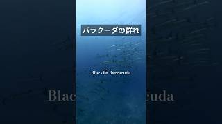 【バラクーダ】タツカマスが大群れ‼️ #西表島 #沖縄 #早稲田