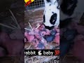 Room rabbit 🐰 giving birth 💯 baby ! #rabbit #cute #animals #short #youtubeshorts