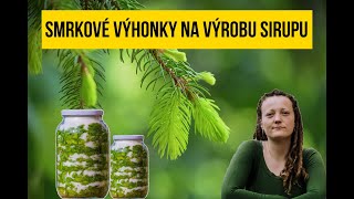 Smrkové výhonky na výrobu sirupu