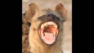 Hyena laughing