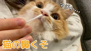 【猫の汚れ】綿棒で鼻掃除をするとゴッソリ鼻くそが…！