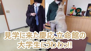 見学に来た慶応大学の学生になんてことするんだ！ゴールデンレトリバーティト