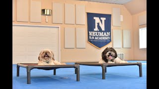 Teddy (Shihtzu/Pekingese Mix) Boot Camp Dog Training Video Demonstration