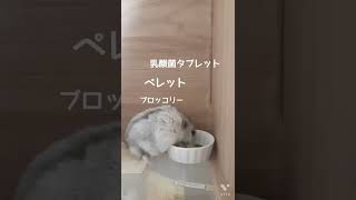 お行儀よく食べる、ハムスター