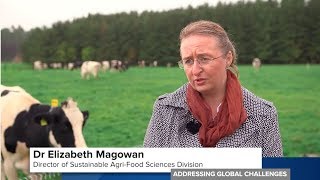 RSB Addressing Global Challenges | AgriFood Bioscience Institute: keeping herds infection-free