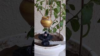 Diy Smoke Fountain Shivling 🙏 Har Har Mahadev 🌸🙏