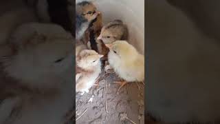 Ya nacieron 7 pollitos. Eran 9 huevos pero 1 no estaba fértil y otro no alcanzo a desarrollarse.