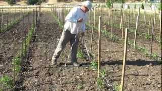 How to Tie and Stake Tomato Plants