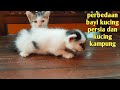 PERBEDAAN BAYI KUCING PERSIA DAN BAYI KUCING KAMPUNG