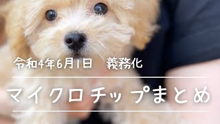 【マイクロチップの義務化】簡潔に情報をまとめてみた◎犬猫◎6月1日から◎